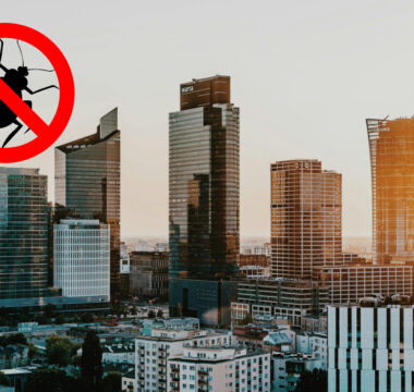 Pluskwy w domu? Tego błędu lepiej nie popełniać